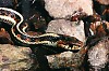 Coast Garter Snake